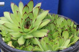 Image result for Crassulaceae