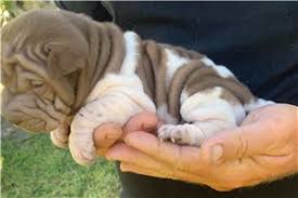 For their care, budget an additional $1,500 each year for the price of their veterinary visits, grooming, and other maintenance. Chinese Shar Pei Puppies For Sale From Reputable Dog Breeders