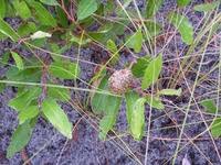 Image result for Parinari capensis