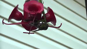 Check spelling or type a new query. Who Knew A Praying Mantis Could Kill A Hummingbird Youtube