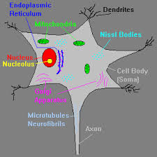 A neuron (or neurone) is a nerve cell that carries electrical impulses. Neuroscience For Kids Cells Of The Nervous System