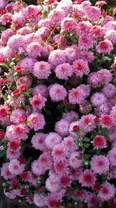 Chrysanthemums Flowers Garden Flowerbed Luxuriantly Beautiful Flowers Pictures Chrysanthemum Special Flowers