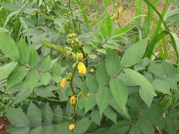 Image result for Senna occidentalis