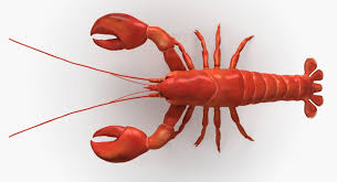 3d Model Lobster Fresh Food Raw Seafood Cooked Common Life Sea Animal Crab Water Animal Ocean Selfish Crawfish Fish 3d Model Model Lobster