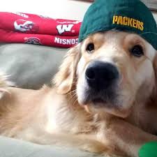 My parents are both akc registered and my mom is ofa certified. Golden Retriever Puppies For Sale In Charlotte Nc The Y Guide