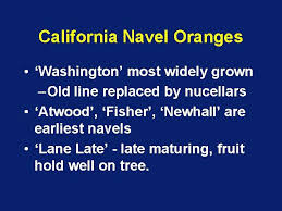 Sinensis (sweet orange) to distinguish it from citrus aurantium, navel oranges are distinguishable by the growth of a second orange at the base of the. Classification And Cultivars Leaf Morphology Two Tribes Clauseneae