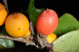 Image result for Diospyros ferrea