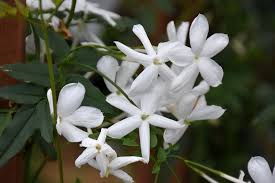 Image result for Jasminum schimperi