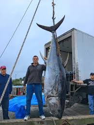 Anglers towed 7 miles but win epic battle with 800-pound tuna