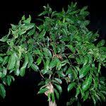 Image result for Staudtia