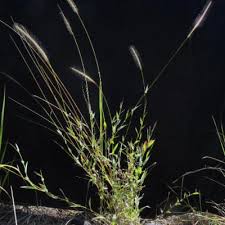 Image result for Perotis patens