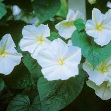 Moonflower Seeds White Evening Glory Flower Night Blooming Flowers Moon Flower Flower Seeds