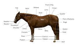 Heavy horse parts