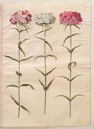 Dianthus Barbatus Simp Et Pl Kksgb2949 31 Botanical Artwork Botanical Illustration Botanical Drawings