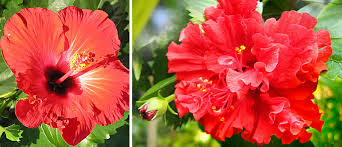 It is an experience i will never forget. Our Bold And Beautiful Red Bunga Raya