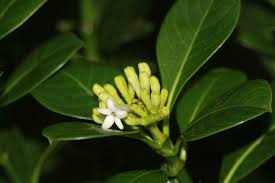 Image result for Chassalia umbraticola