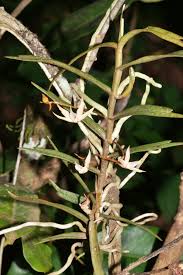 Image result for Angraecum erectum