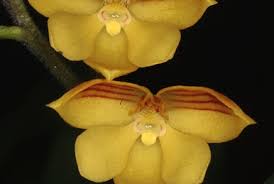 Image result for Polystachya steudneri