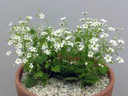 Image result for Galiniera saxifraga