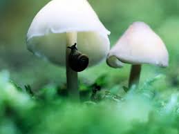 Black And White Mushroom Wallpaper Toadstools Dangerous To You But Not To Snails Snails However Can Be Dangerous To Gardens Stuffed Mushrooms Fungi Snail