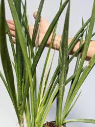 Image result for Sansevieria parva