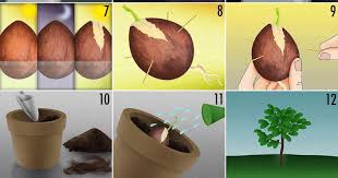 Start with an avocado seed from a ripe avocado fruit. How To Grow An Avocado Tree From An Avocado Pit