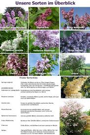 Edelflieder Charles Joly Syringa Vulgaris Charles Joly Gunstig Online Kaufen Edelflieder Gemeiner Flieder Flieder