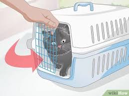 3 teaching your cat to use the litter box. How To Help Your Cat Love His Crate 13 Steps With Pictures