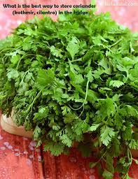 14 Ways To Store Fresh Coriander Kothmir Cilantro In The Fridge