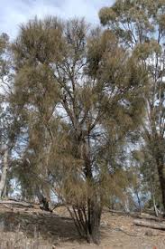 Image result for Casuarina verticillata