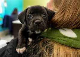 Explore tweets of louise minchin @louiseminchin on twitter. Rspca Warning Over Sharp Rise In Online Dog Sales
