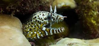 Harvesting baby eels is illegal in other. Moray Eel Species For The Aquarium Tropical Fish Hobbyist Magazine