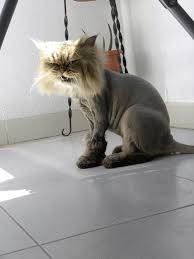 We wanted to get her a hair cut, so i found a. Shaved Pussy Cat Mini Lion Hear Me Roar The Mad Cat Lady