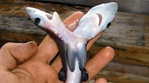 It has not just suffered the souls breathing in chernobyl, but also animals are compensated. 8 Bizarre Animal Mutations Caught On Camera