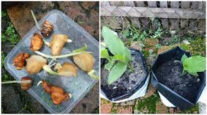 Ternyata bawang merah merupakan tanaman yang. Bungkus Dengan Tisu Lembab Ini Cara Tanam Kunyit Dan Halia Yang Mudah Cepat