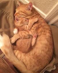 Festival Of Sleep Day 5 Cats Sleeping In Hilarious Ways Videos Cattime Cat Hug Cute Baby Animals Cute Cat Gif