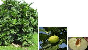 Image result for Treculia