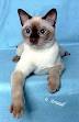 Get a Tonkinese: Kittens, Retired Cats, Rescue, Breeder ...