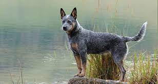 Десятилетия, сука queblue tuff australian margin и кобель little waco your hush mr frog. Rasseportrait Der Australian Cattle Dog Your Dog Hundemagazin