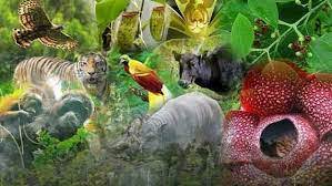 Pada halaman akan membahas sebagian fauna dan flora kebanggaan indonesia 1. 2020 Animasi Riko Rhino Tayang Dengan Tema Keberagaman Flora Dan Fauna Indonesia Klik Hijau