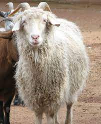 This is one of the most popular designs. The Curly Hair And Feather Gene In Domestic Animals Pethelpful