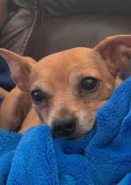 A place of hope small dog rescue (formerly known as flori bama small breed rescue) is a 501 (c) (3) nonprofit small dog rescue. Glimmer Of Life Small Dog Rescue In South Florida 5195 S University Dr Davie Fl 33328 Usa