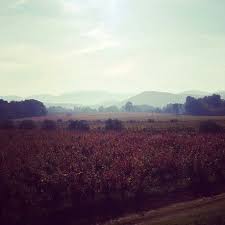 Couleur D Automne Au Chateausteroseline Var Vin Wine Cotedeprovence Tourisme Vigne Vin