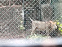 SANJAY GANDHI NATIONAL PARK (Updated ...