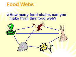 Traveling without your best friend can be a drag. Food Chains And Food Webs What Is A