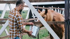 Ideally, you'll want to buy one that fits your needs. 3 Keys To Horse Health Care You Need To Know Grand Meadows