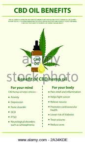 The endocannabinoid system and nausea. Cbd Oil Benefits Vertical Infographic Illustration About Cannabis As Herbal Alternative Medicine Healthcare And Medical Science Vector Stock Vector Image Art Alamy