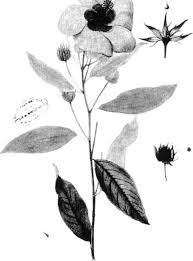 Image result for Cienfuegosia hildebrandtii