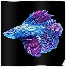 .displays, betta fish, more accurately called siamese fighting fish, are a common household pet. Emerald Blue Betta Siamese Fish Poster Pet Fish Siamese Fighting Fish Aquarium Fish