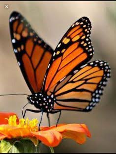 Descubre 87 ideas de mariposas y mariposas bonitas | mariposario, imagenes de mariposas, fotos de mariposas y más